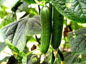 瓜地摘瓜怎么吃,探索多样吃法