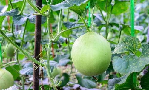 吃瓜后嗓子刺痒,揭秘夏日饮食健康陷阱