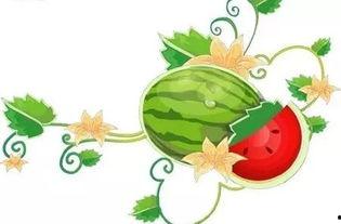 聪明的娃娃吃瓜,智慧娃娃的瓜界探险记