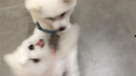 比熊吃小瓜,瓜果美食新体验