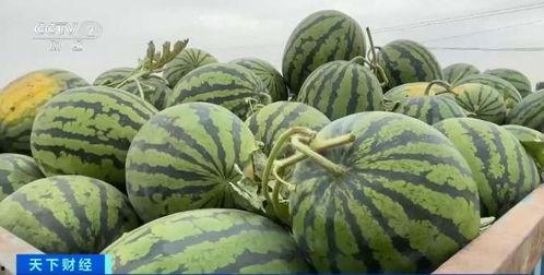 瓜地吃瓜不要钱,吃瓜不花钱的奇妙体验