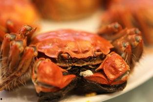 吃瓜哥卖螃蟹,鲜美滋味，尽享秋日味蕾之旅