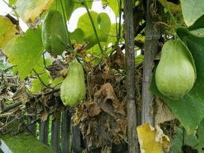 崂山吃耳瓜,耳瓜的独特风味之旅