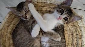 小猫要瓜吃,一场关于美食的趣味冒险