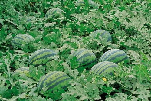 农村吃瓜视频素材,趣味视频集锦