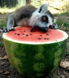 萌物吃瓜,萌物吃瓜大揭秘