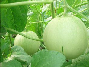 吃二瓜双瓜没有效果,揭秘“吃二瓜双瓜”无效之谜