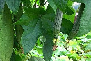 洑水瓜怎么吃,探索清新口感与营养价值的完美结合