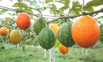 小鸡吃吊瓜叶子,一场生态与成长的奇妙之旅