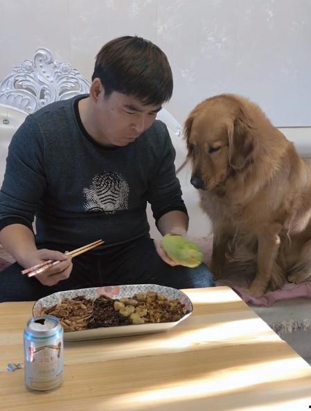 吃瓜的小金毛,萌宠日常大盘点