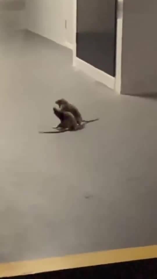 猫咪吃瓜看戏图片,猫咪吃瓜看戏，萌态十足