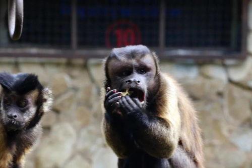 猴子吃瓜表演,一场欢乐的动物表演盛宴