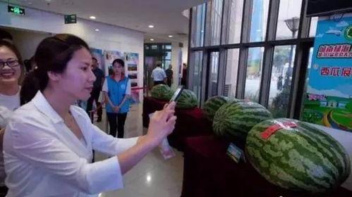 智博黄台校区吃瓜,校园吃瓜盛况，揭秘校园美食圈