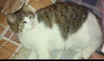 吃瓜群众秀胖猫咪,吃瓜群众眼中的萌宠风采